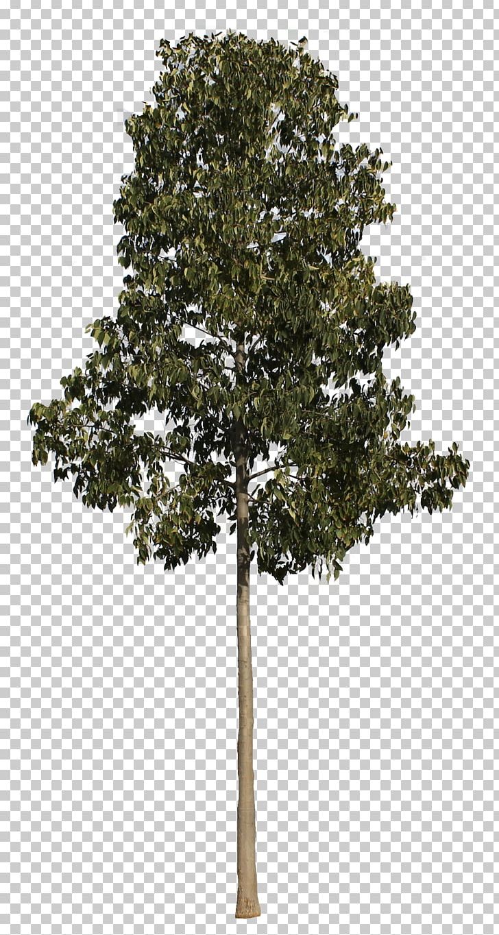 Populus Nigra Tree Plant PNG, Clipart, 3d Computer Graphics, Branch, Cottonwood, Lead, Nature Free PNG Download