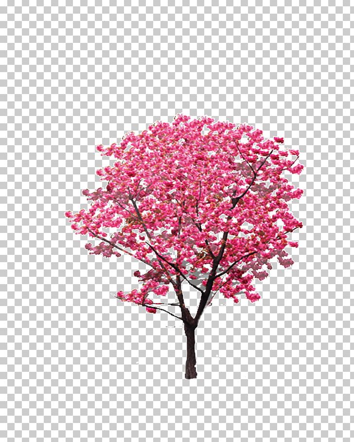 Tree Pink Twig Icon PNG, Clipart, Background, Blossom, Branch, Branches, Cherry Free PNG Download