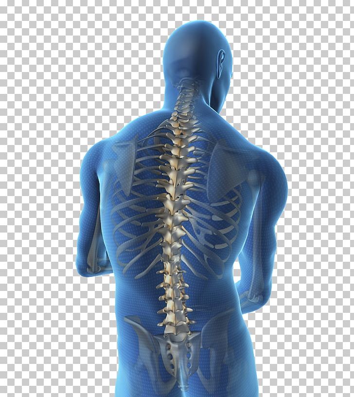 Vertebral Column Spinal Cord Human Back Human Body Spinal Stenosis PNG, Clipart, Anatomy, Electric Blue, Human, Human Back, Human Body Free PNG Download