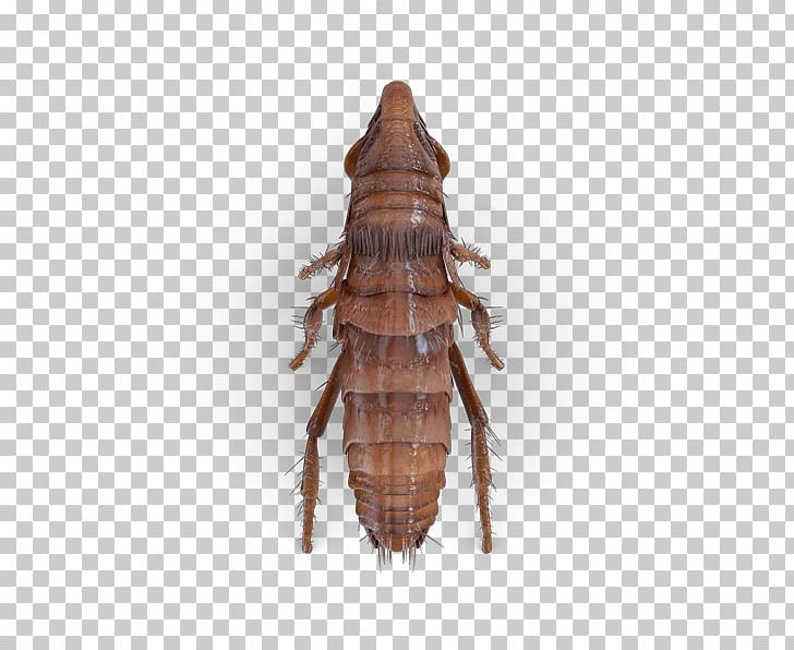 Cockroach Flea Beetle Hornet Pest PNG, Clipart, American Cockroach, Arthropod, Bed Bug, Bedbug, Beetle Free PNG Download