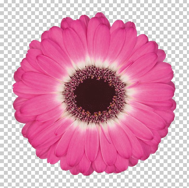 Common Daisy Flower Color Gerbera Jamesonii Floristry PNG, Clipart, Botany, Bros, Color, Common Daisy, Cut Flowers Free PNG Download