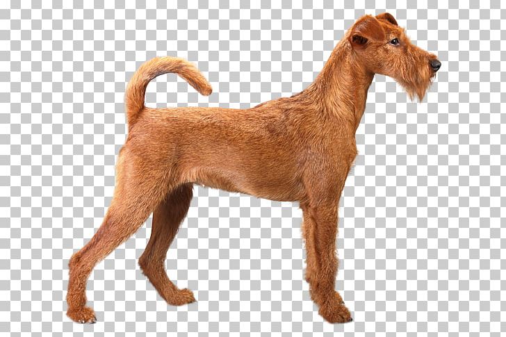 Dog Breed Lakeland Terrier Coat Yorkshire Terrier PNG, Clipart, Black And Tan Terrier, Breed, Carnivoran, Coat, Companion Dog Free PNG Download