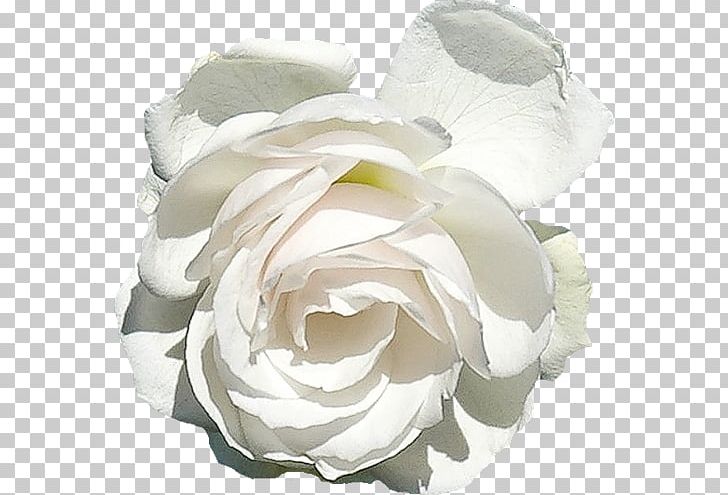 Garden Roses Centifolia Roses Floribunda White PNG, Clipart, Blume, Centifolia Roses, Cut Flowers, Floribunda, Flower Free PNG Download