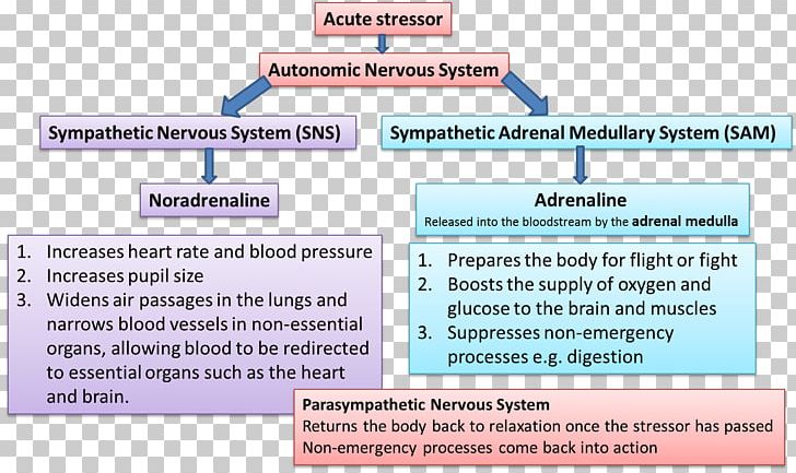 Hypothalamic–pituitary–adrenal Axis Adrenal Gland Psychological Stress Sympathetic Nervous System PNG, Clipart, Acute Stress Reaction, Adrenal Gland, Adrenal Medulla, Aggression, Area Free PNG Download