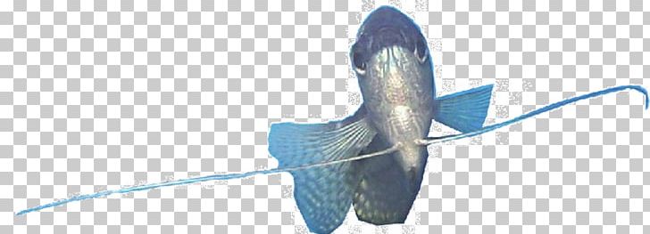 Зоомагазин «Гарфилд» Trichogaster Aquarium Ornamental Fish PNG, Clipart,  Free PNG Download