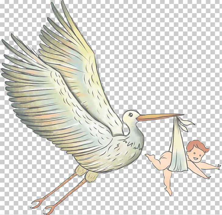 Beak Bird Stork Sea Crane PNG, Clipart, Animals, Baby Announcement, Beak, Bird, Birth Free PNG Download