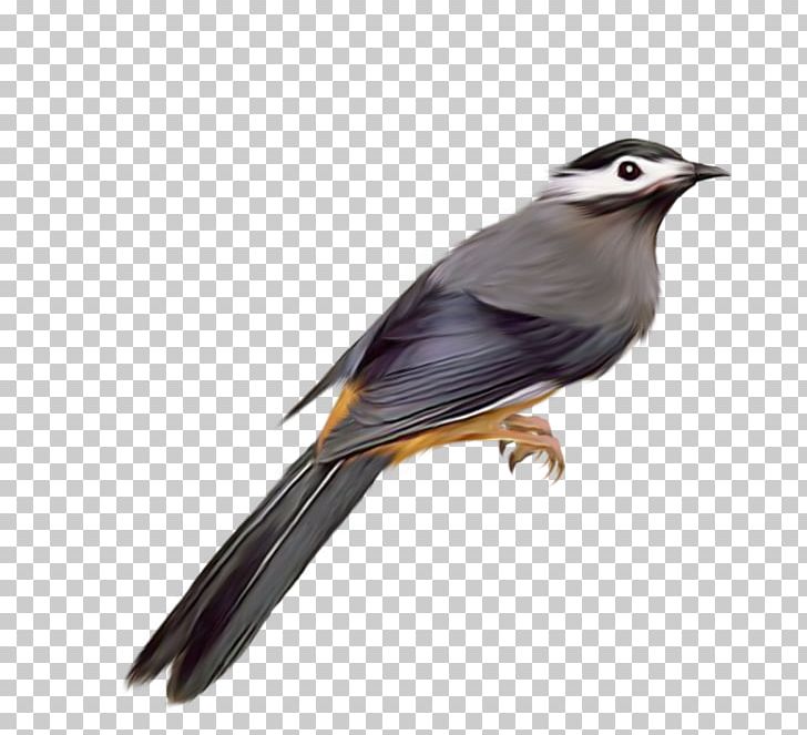 Bird Common Starling PNG, Clipart, Animals, Beak, Bird, Bird Png, Birds Free PNG Download