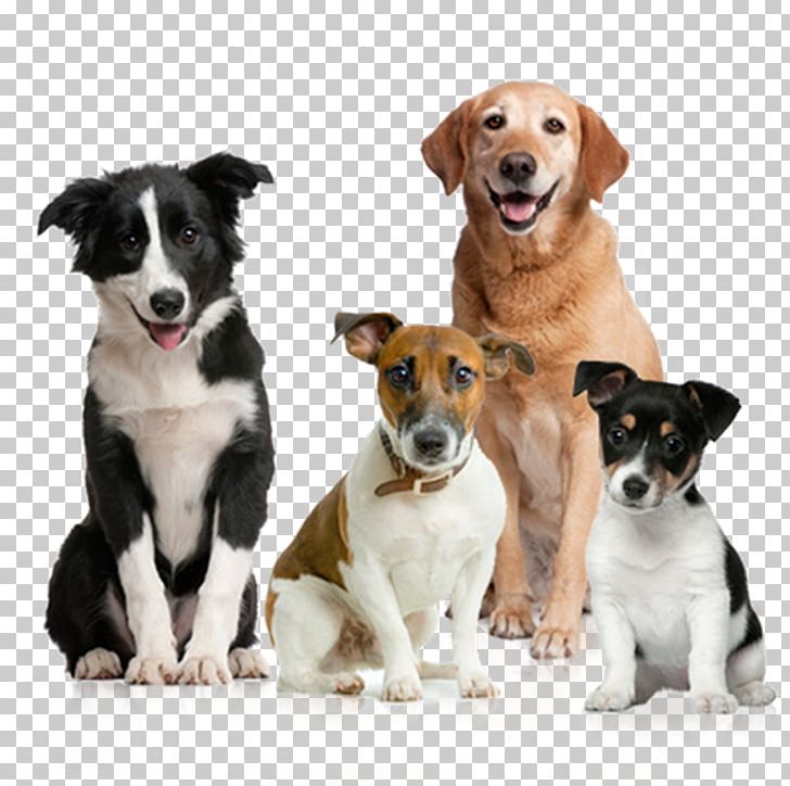 Dog Pet Sitting Puppy PNG, Clipart, Animals, Canim, Clipping Path, Companion Dog, Desktop Wallpaper Free PNG Download