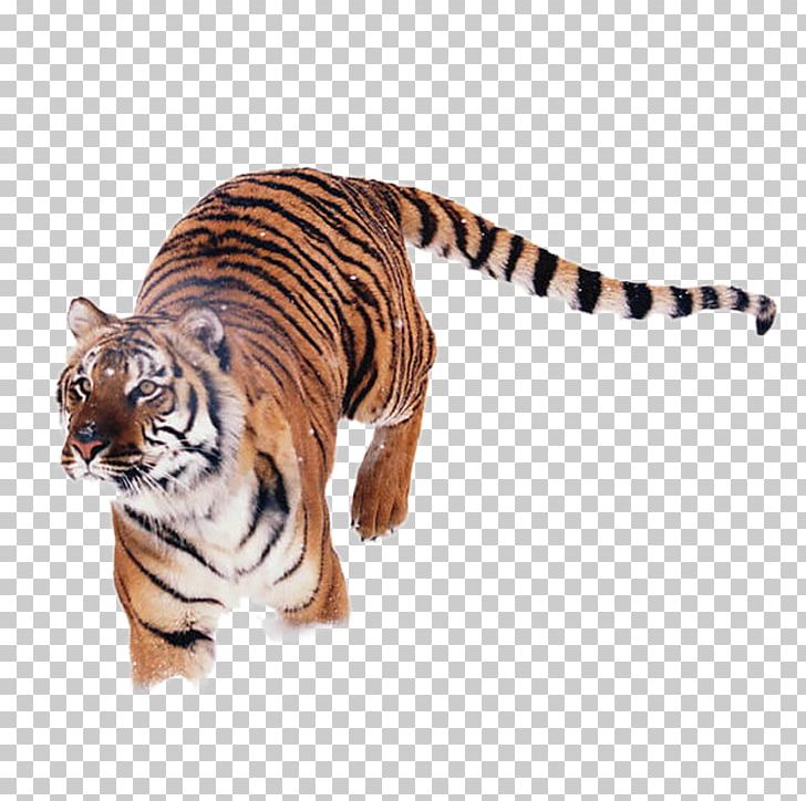 Siberian Tiger Park Cheetah Animal PNG, Clipart, Animals, Animal Sauvage, Big Cats, Carnivoran, Cat Free PNG Download