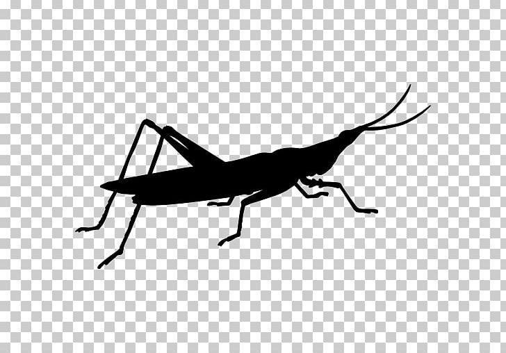 Grasshopper Insect Locust Cricket Symbol PNG, Clipart, Animal, Arthropod, Black And White, Caelifera, Character Free PNG Download