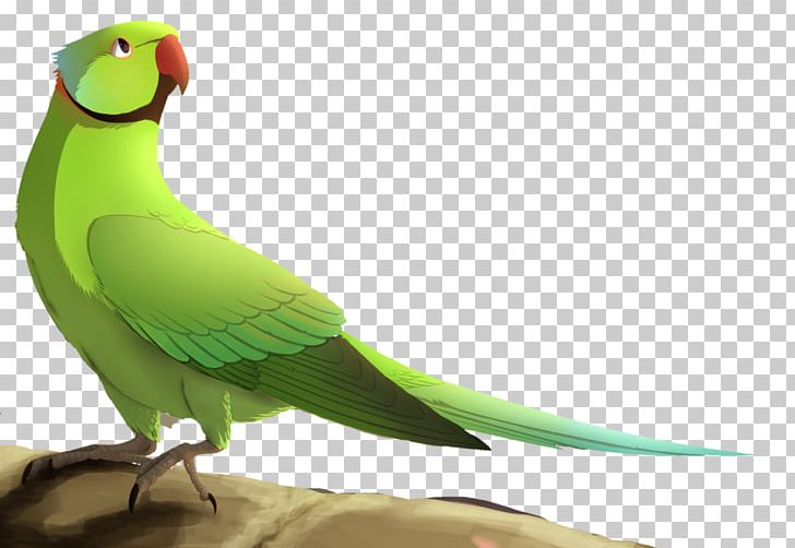 Lovebird Macaw Parakeet Feather Beak PNG, Clipart, Animals, Beak, Bird, Common Pet Parakeet, Fauna Free PNG Download