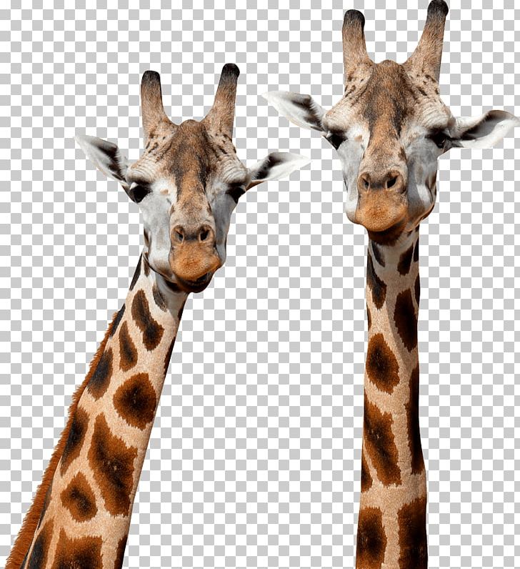 Northern Giraffe Stock Photography Mammal Masai Giraffe PNG, Clipart, Animal, Basabizitza, Depositphotos, Fauna, Giraffe Free PNG Download