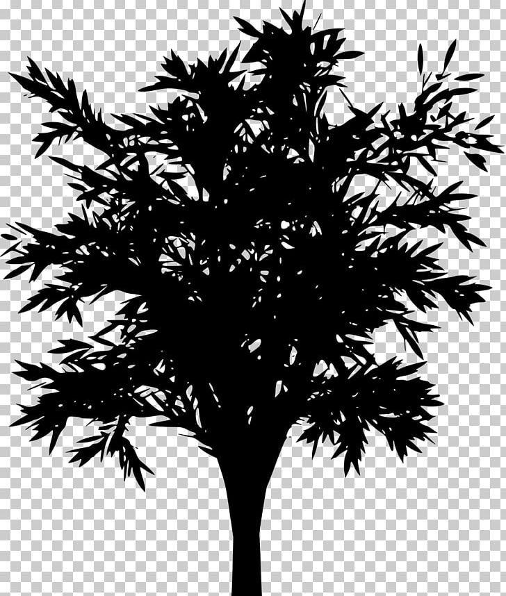 Choppi Bird Drawing Tree PNG, Clipart, Arecales, Black And White, Borassus Flabellifer, Branch, Choppi Bird Free PNG Download