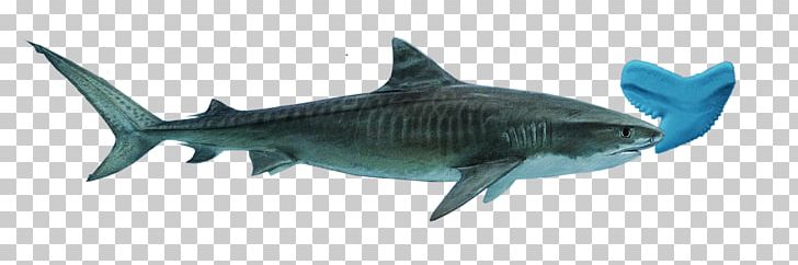 Tiger Shark Great White Shark Squaliform Sharks Bluntnose Sixgill Shark PNG, Clipart, Animal Figure, Animals, Bluntnose Sixgill Shark, Carcharhiniformes, Cartilaginous Fish Free PNG Download