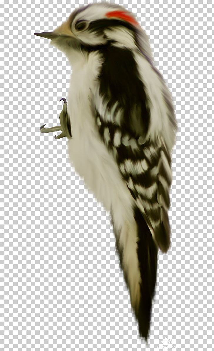 Bird Beak Animal Piciformes PNG, Clipart, Animal, Animals, Beak, Bird, Collage Free PNG Download