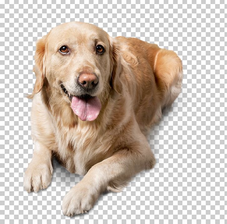 Golden Retriever Labrador Retriever Pet Cat Companion Dog PNG, Clipart, Bowl, Carnivoran, Cat, Ceramic, Color Free PNG Download