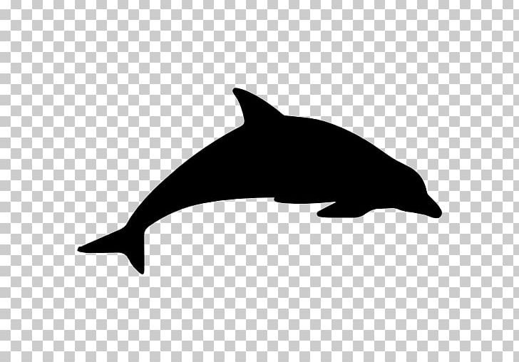 Harbour Porpoise Dolphin Animal Cetacea PNG, Clipart, Animal, Animals, Beak, Black, Black And White Free PNG Download