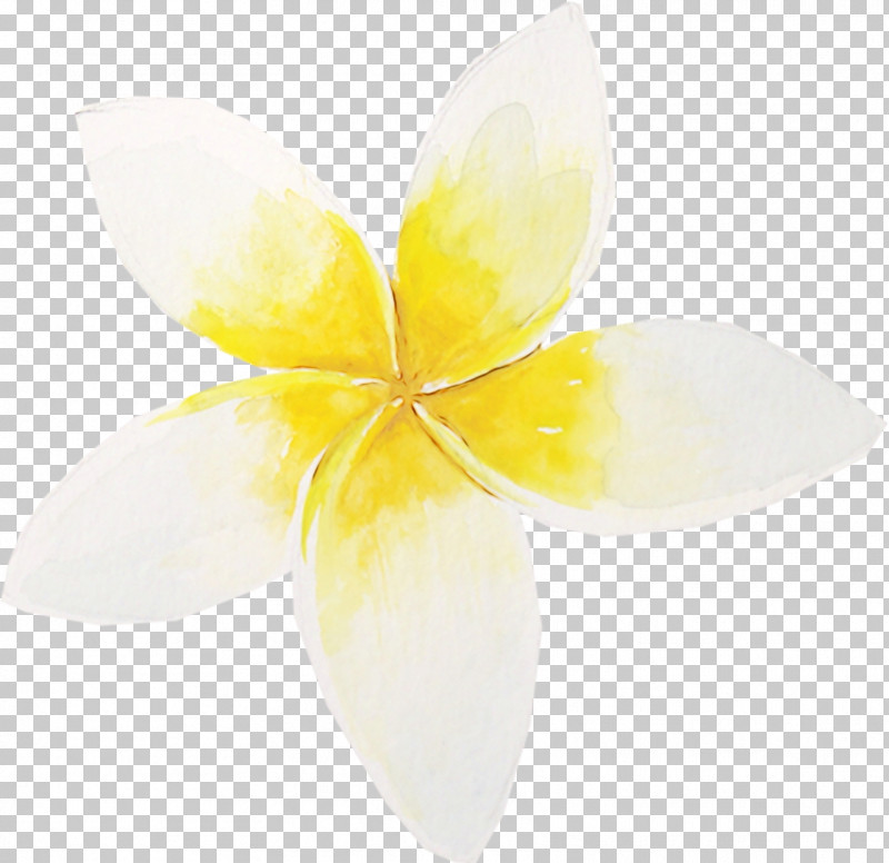 Flower Yellow White Petal Horizontal Composition PNG, Clipart, Copy Space, Dew, Flower, Frangipani, Paint Free PNG Download