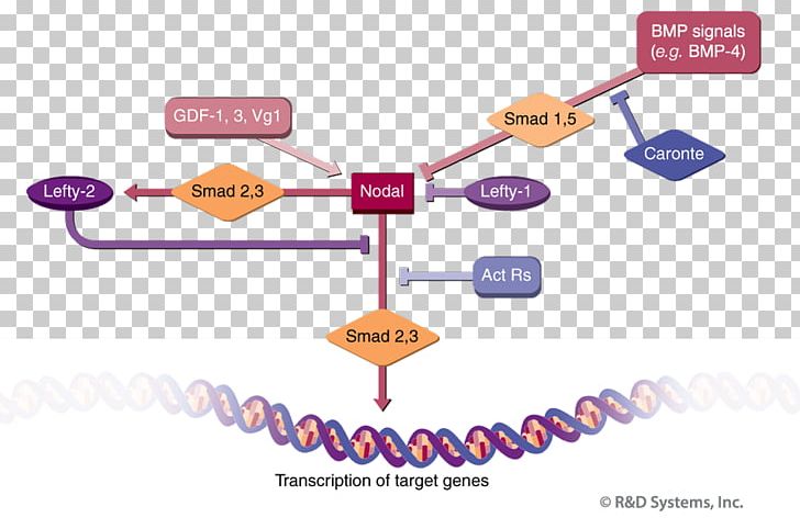 Brand Technology TGF Beta Signaling Pathway Line PNG, Clipart, Angle, Area, Beta, Brand, Cell Signaling Free PNG Download