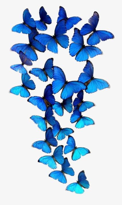 Butterfly Group PNG, Clipart, Blue, Blue Butterfly, Butterfly, Butterfly Clipart, Butterfly Clipart Free PNG Download