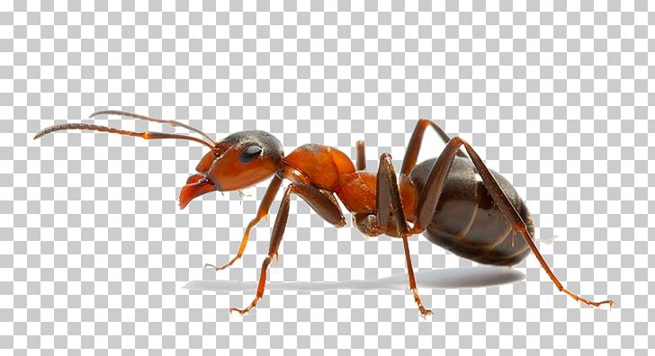 Insect The Ants Weaver Ant Fire Ant Ants And Termites PNG, Clipart, Animals, Ant, Ant Colony, Ants, Art Free PNG Download
