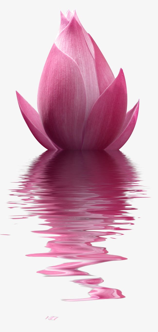 Free Pink Lotus Water To Pull The Material PNG, Clipart, Flower, Free Clipart, Lotus, Lotus Clipart, Material Clipart Free PNG Download
