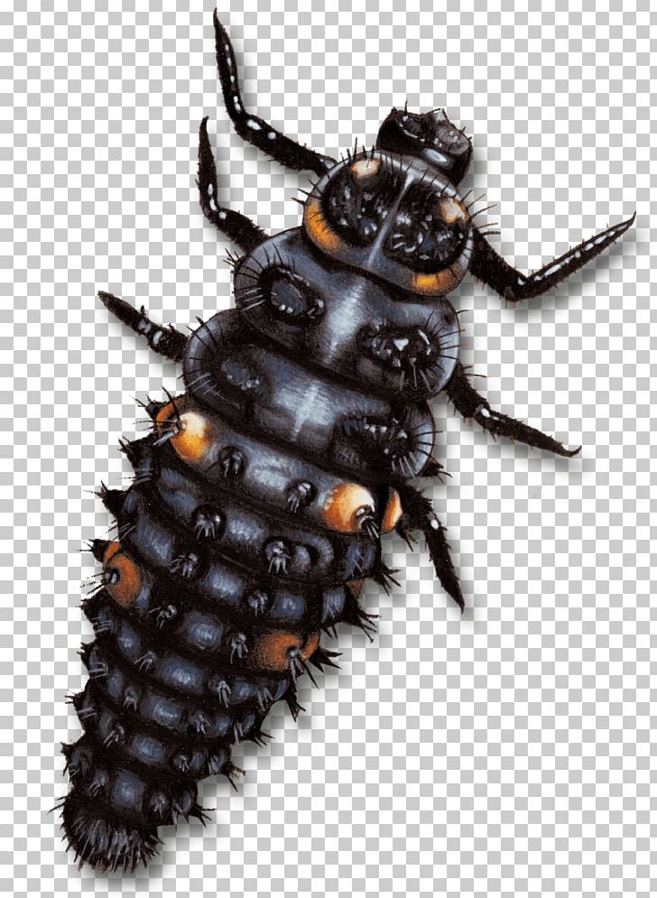 Ladybird Beetle Larva Aphid Drawing PNG, Clipart, Aphid, Arthropod, Beetle, Coccinelle, Drawing Free PNG Download