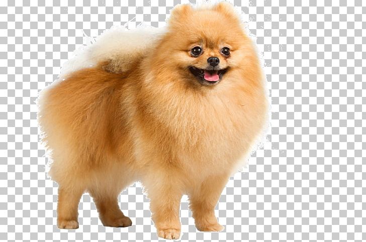 Pomeranian German Shepherd Puppy Dog Breed American Kennel Club PNG, Clipart, Ancient Dog Breeds, Animals, Breed, Breed Standard, Carnivoran Free PNG Download
