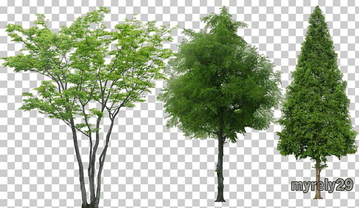 Tree Rendering Animation Png Clipart 3d Computer Graphics