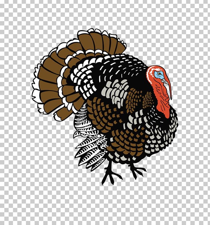 Turkey White PNG, Clipart, Animals, Beak, Bird, Chicken, Domesticated Turkey Free PNG Download