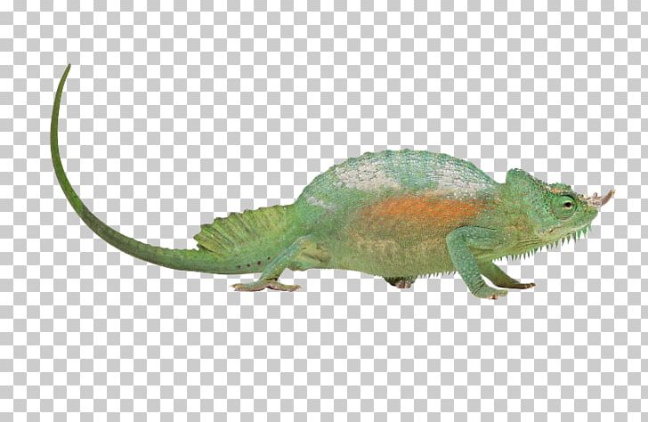 Chameleons Lizard Reptile PNG, Clipart, Animal, Animals, Biological, Colourbox, Common Iguanas Free PNG Download