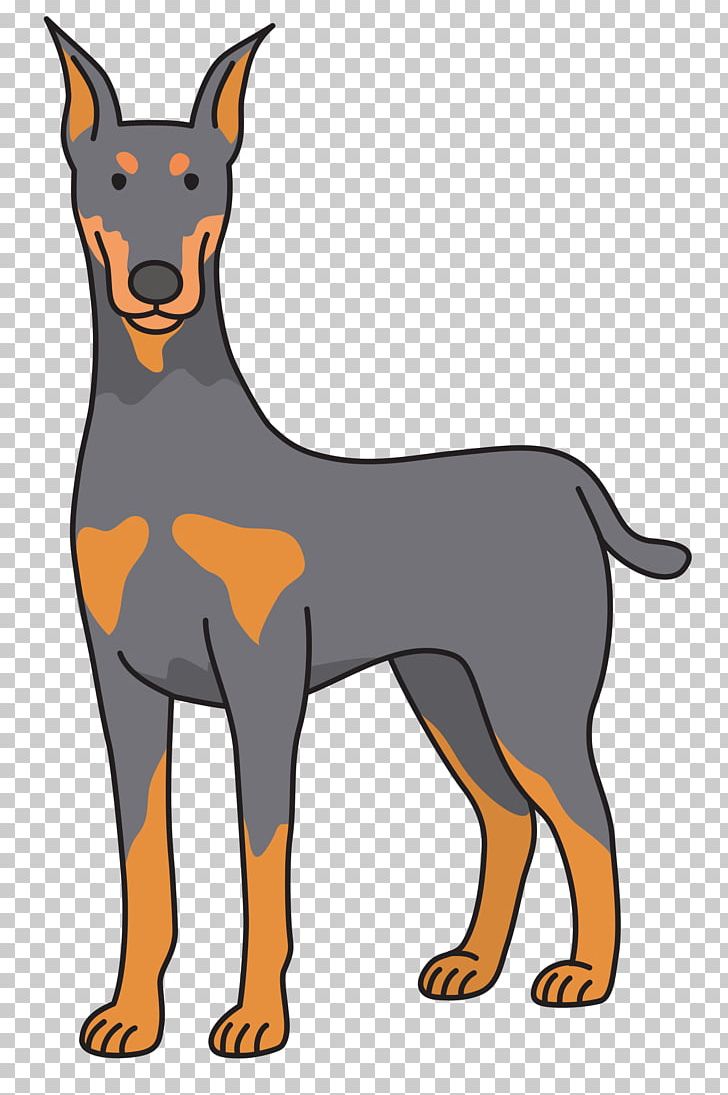 Dobermann Puppy PNG, Clipart, Ancient Dog Breeds, Animals, Australian Kelpie, Carnivoran, Doberman Free PNG Download