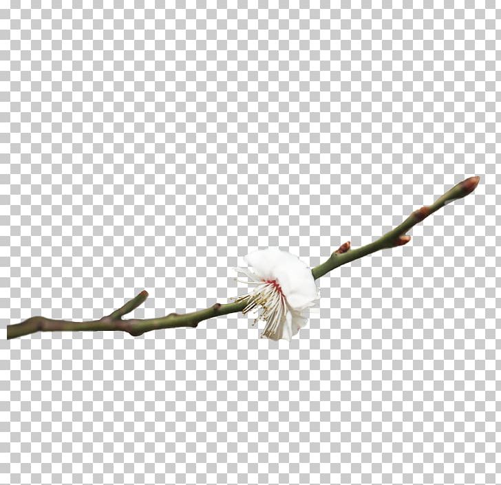 Plum Blossom Pink Flowers PNG, Clipart, Blossom, Branch, Branches, Bud, Cherry Blossom Free PNG Download