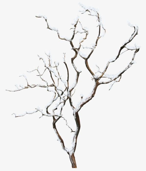 Winter Tree PNG, Clipart, Branches, Plant, Tree, Tree Clipart, Tree Clipart Free PNG Download