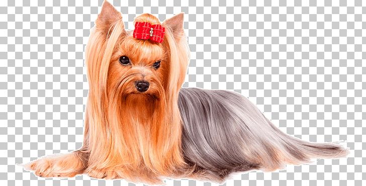 Yorkshire Terrier Glen Of Imaal Terrier Norwich Terrier Australian Terrier Australian Silky Terrier PNG, Clipart, American Kennel Club, Animals, Australian Silky Terrier, Australian Terrier, Breed Free PNG Download