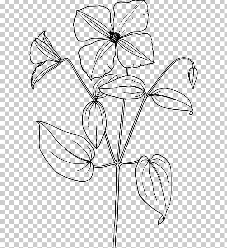 Arabian Jasmine Drawing Flower PNG, Clipart, Angle, Arabian Jasmine, Area, Artwork, Black Free PNG Download