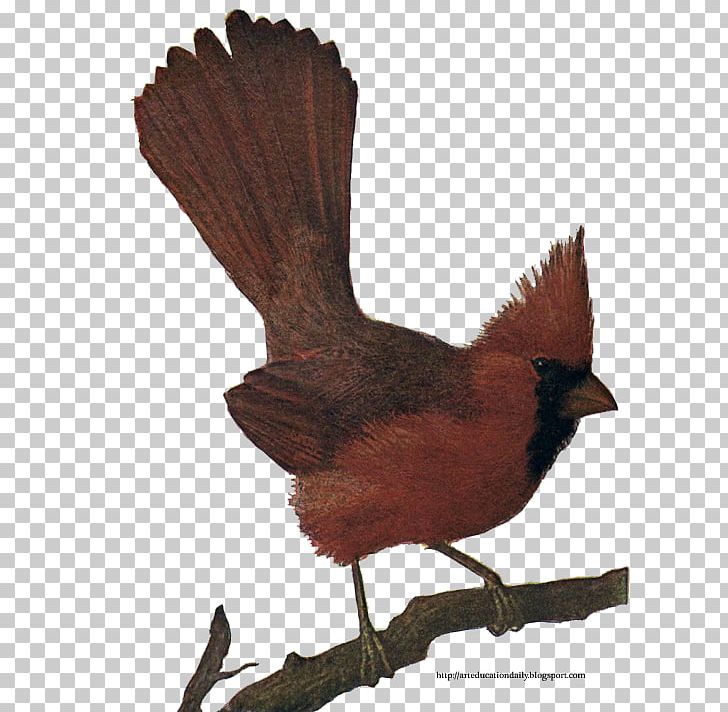 Bird Northern Cardinal St. Louis Cardinals Chicken PNG, Clipart, Animals, Beak, Bird, Birdwatching, Chicken Free PNG Download