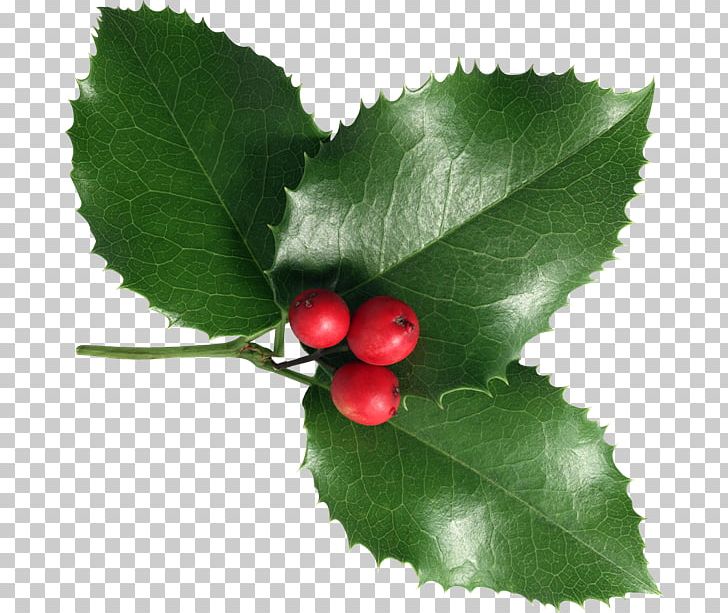 Common Holly Viscum Album Christmas Aquifoliales PNG, Clipart, Aquifoliaceae, Aquifoliales, Berry, Blog, Cherry Free PNG Download