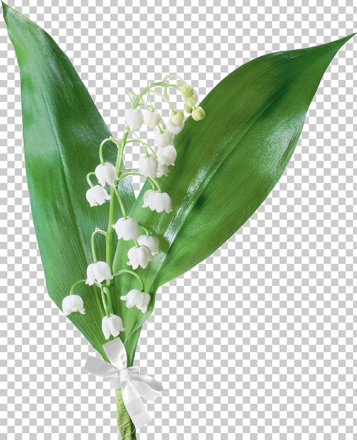 Lily Of The Valley Flower Drawing PNG, Clipart, Cut Flowers, Digital Image, Drawing, Flower, Flower Bouquet Free PNG Download