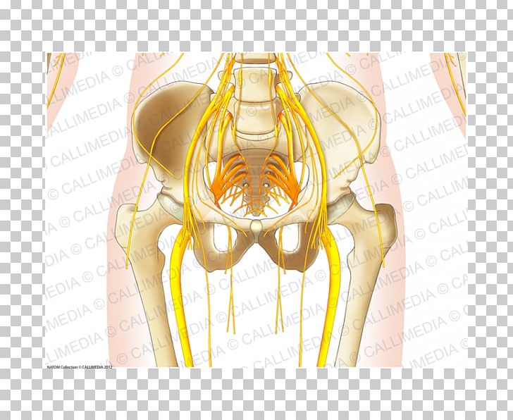 Shoulder Muscle Human Body Nervous System Anatomy PNG, Clipart, Anatomy, Arm, Blood Vessel, Hip, Human Body Free PNG Download