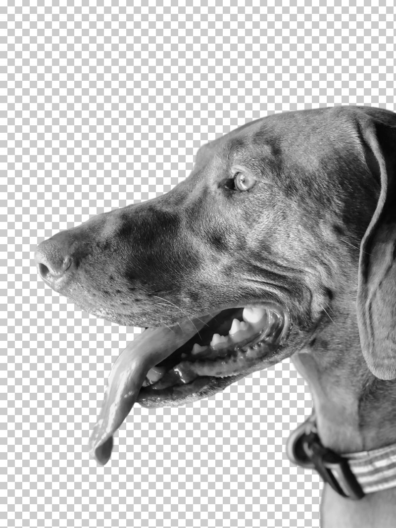 Weimaraner Snout Dog Collar Head PNG, Clipart, Black And White M, Breed, Dog, Dog Collar, Head Free PNG Download