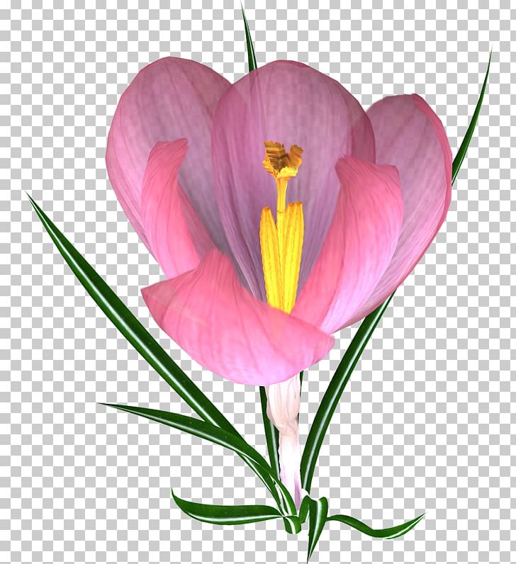 Crocus Vernus Autumn Crocus Snow Crocus Iris Family Eastern Pasqueflower PNG, Clipart, Autumn Crocus, Crocus, Crocus Vernus, Flower, Flowering Plant Free PNG Download