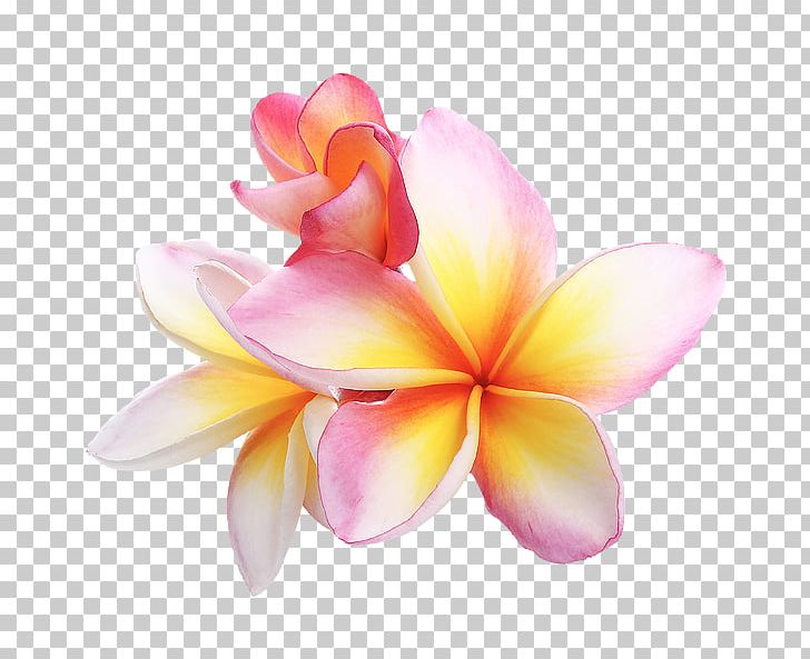 Frangipani Petal Flower Stock Photography PNG, Clipart, Bigstock, Bloom, Cut Flowers, Flower, Flowering Plant Free PNG Download