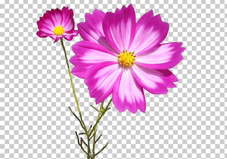 Garden Cosmos PNG, Clipart, 30 Avenue Northeast, Annual Plant, Aster, Blog, Byte Free PNG Download
