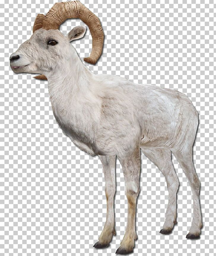 Barbary Sheep Goat Argali Farm Animals: Sheep PNG, Clipart, Animals, Antelope, Argali, Barbary Sheep, Bighorn Free PNG Download