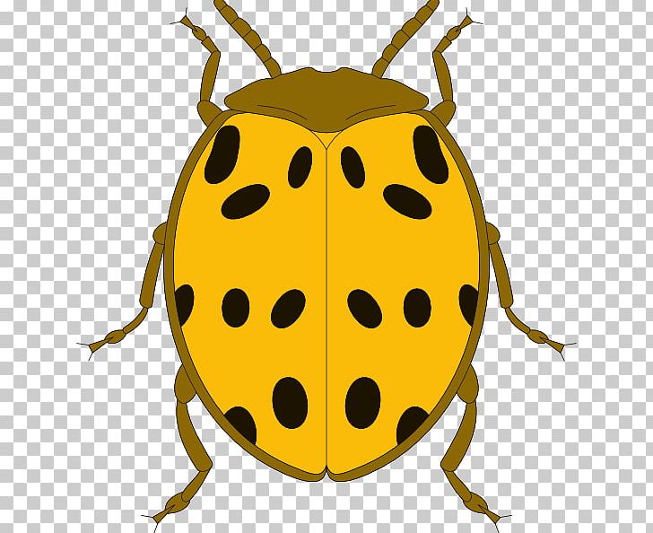 Beetle Ladybird PNG, Clipart, Amphibian, Animals, Beatle, Beetle, Blog Free PNG Download