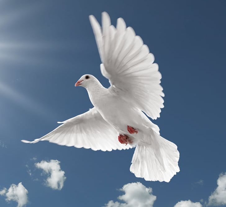 International Day Of Peace Family World Peace Happiness PNG, Clipart, Beak, Bird, Death, Dove, Family Free PNG Download