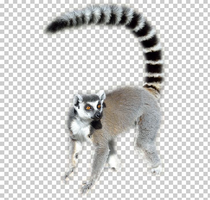 Lemur PNG, Clipart, Lemur Free PNG Download