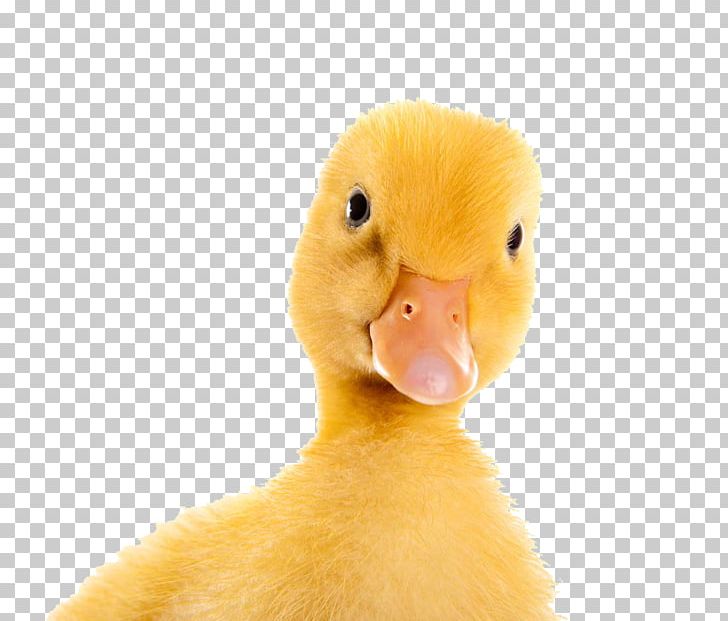 Yellow Duck Train PNG, Clipart, Android, Beak, Bird, Download, Draw Free PNG Download