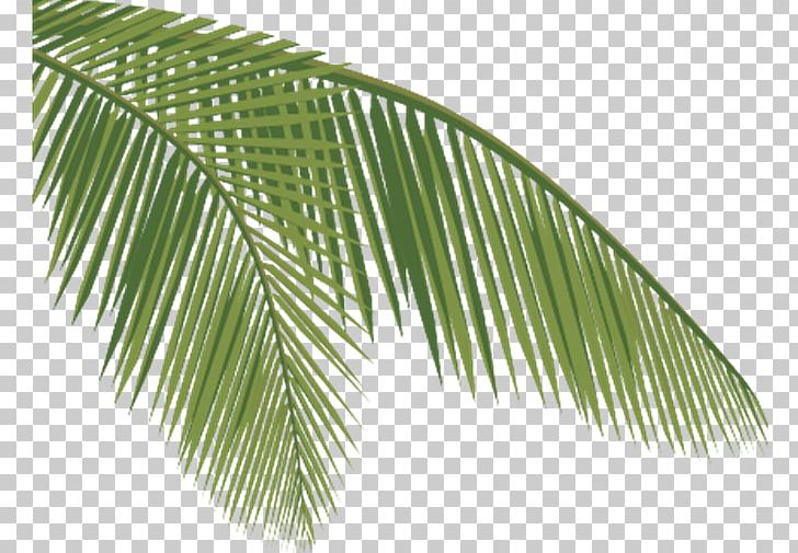 Arecaceae Coconut Leaf PNG, Clipart, Arecaceae, Arecales, Cartoon, Cartoon Tree, Coconut Free PNG Download